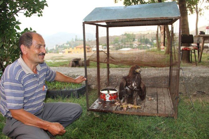 Tembel Kartal Tedavi Edilecek
