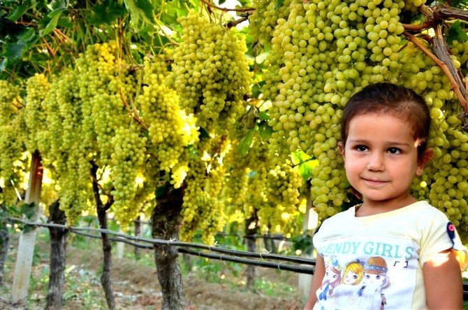 Tariş, Üzüm Alımları İçin Tarım Kredi’ye İmkanlarını Tahsis Etti