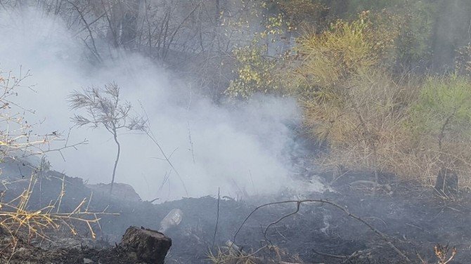 Karabük’te Orman Yangını