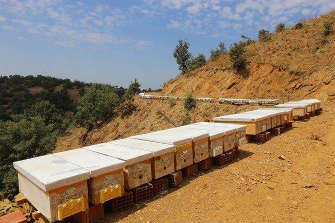 İzmir’e 10 Bal Ormanı