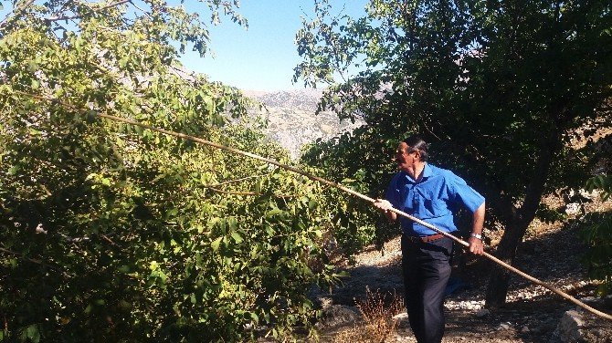 Kahramanmaraş’ta Ceviz Hasadı Başladı