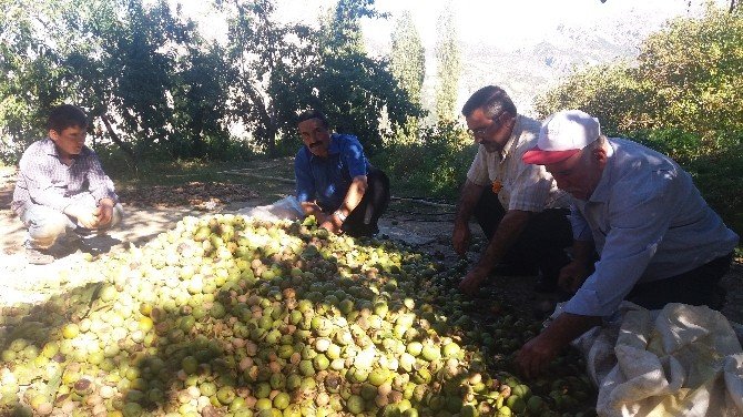 Kahramanmaraş’ta Ceviz Hasadı Başladı