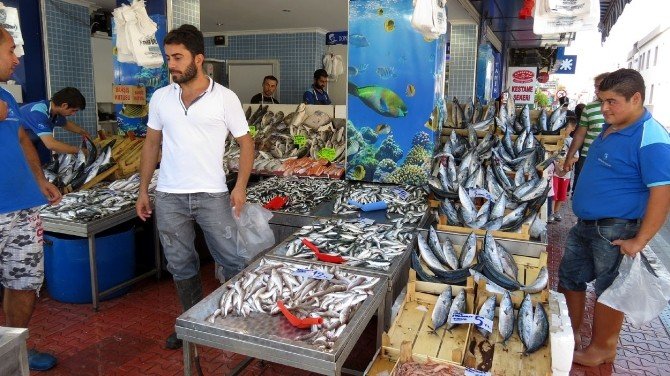 Marmara’da Palamut Bereketi