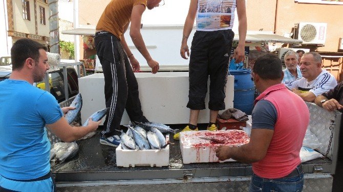 Marmara’da Palamut Bereketi