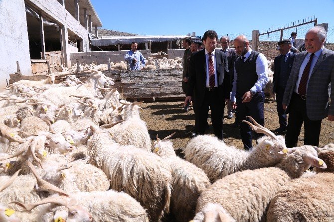 Bu Kongrede Keçi İnadı Var