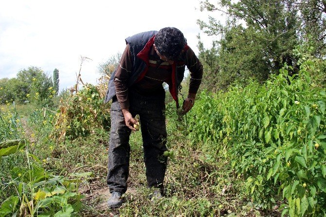 Domatesi Fungal Hastalığı Vurdu