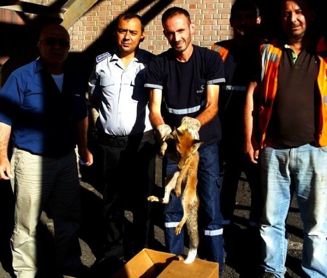 Kurnaz Tilki Bacaya Sıkıştı...