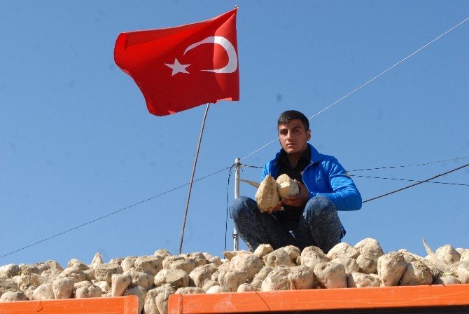 Burdur’da 73 Bin Ton Toz Şeker Üretilecek