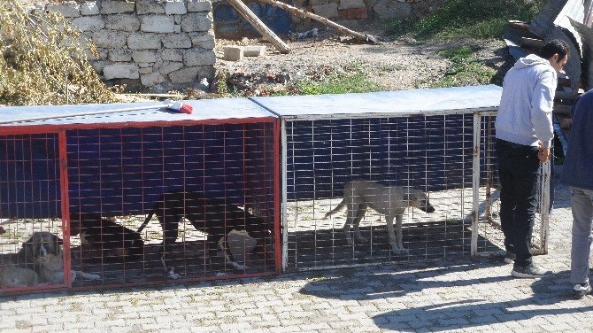 Tosya’da Sokak Köpekleri Kısırlaştırma Operasyonu