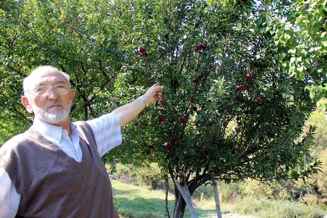 Kütahya’da Elma Bereketi