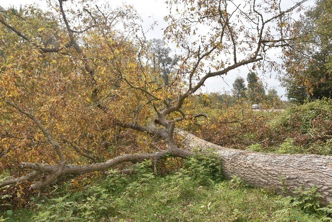 Sinop’ta Ağaçlar Devrildi