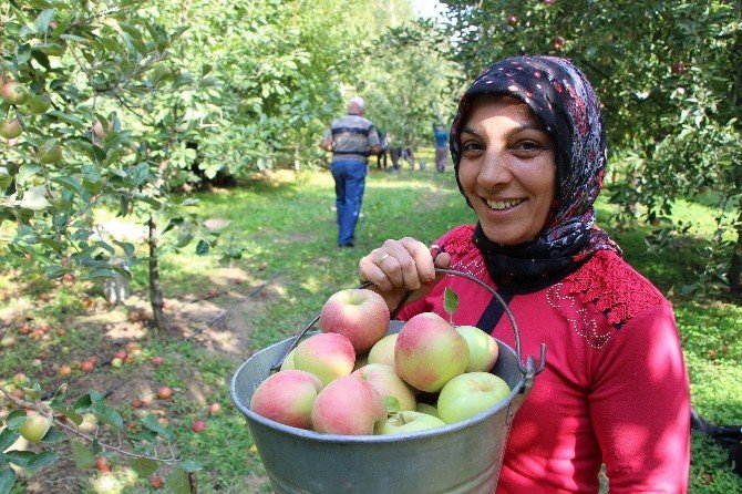 5 Yıldızlı Elma Yüz Güldürdü