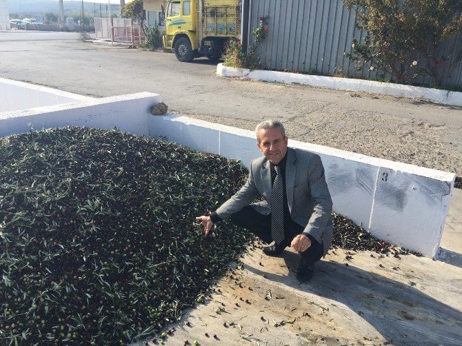 Ayvalık’ta Tariş Zeytin Rekolte Beyannamelerinde Son Başvuru 1 Kasım