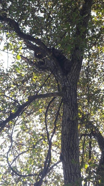 Artvin’de Köpekten Kaçarak Ağaca Tırmanan Ayı Yavruları Kurtarıldı