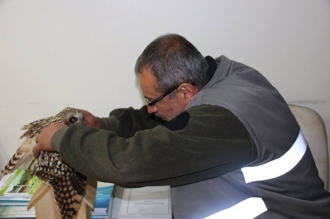 Kanadı Kırık Baykuş Tedavi Altına Alındı