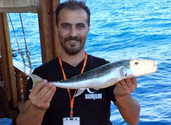 Akdeniz’de Balon Balığı Kabusu