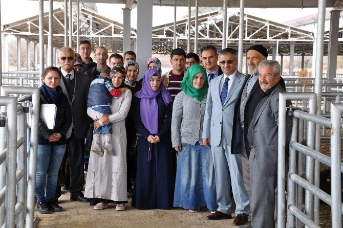 Kelkit Ve Şiran’da Ki Genç Çiftçilerin Koyunları Dağıtıldı