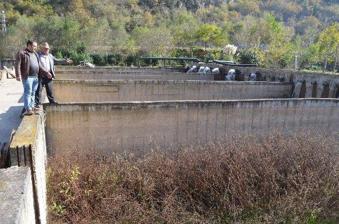 Milyonlarca Balık Üretimi Yapılan Havuzlarda Artık Ot Yetişiyor