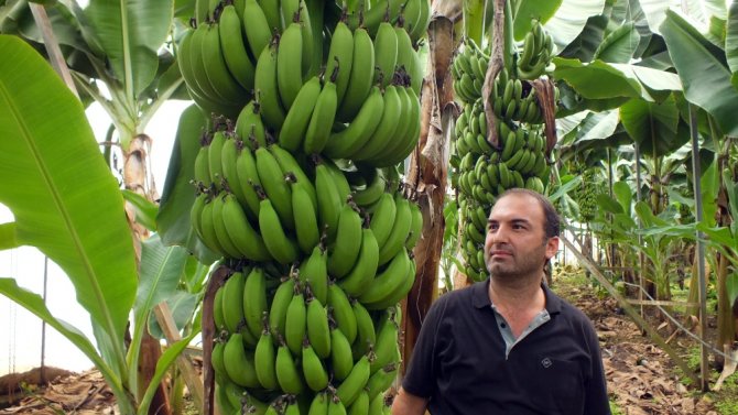 Muz Fiyatlarındaki Büyük Düşüş Üreticiyi Üzdü