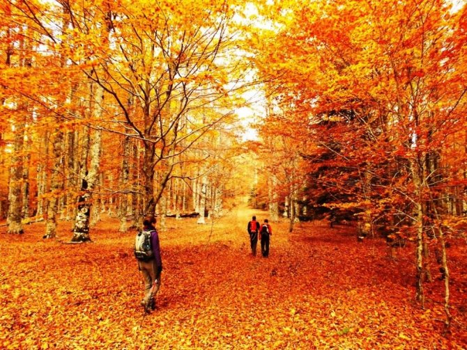 Kaz Dağları Rengârenk
