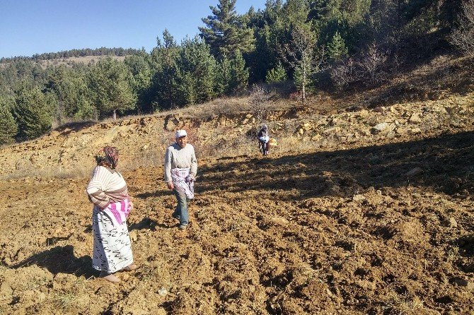 Gümüşhane’de Kuşlar Aç Kalmasın Diye Yıllardır Ekilmeyen Tarlalar Ekiliyor