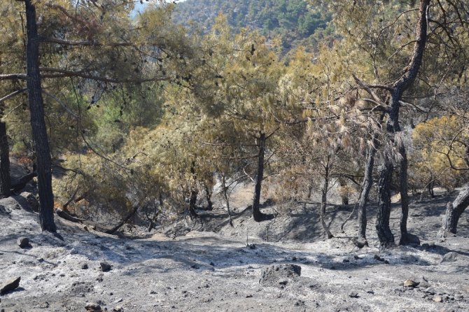 Tokat’ta 90 Hektar Orman Kül Oldu