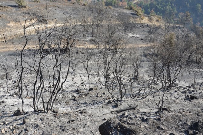 Tokat’ta 90 Hektar Orman Kül Oldu