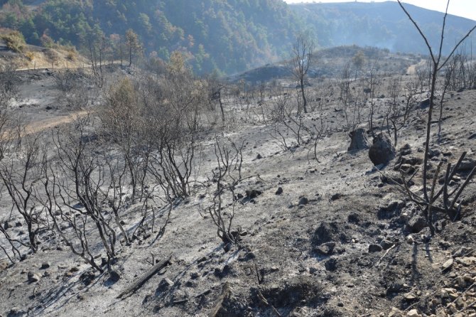 Tokat’ta 90 Hektar Orman Kül Oldu