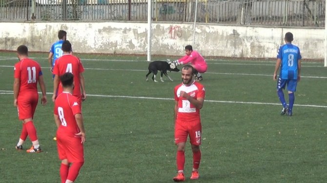 Taraftarların Kavgasından Kaçan Köpek Sahaya Atladı