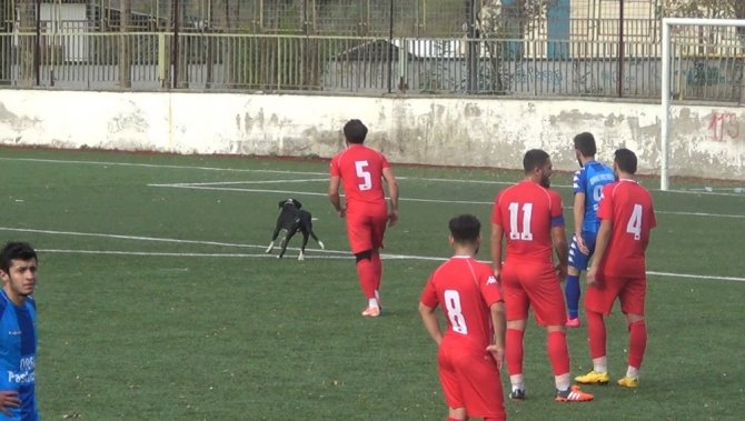 Taraftarların Kavgasından Kaçan Köpek Sahaya Atladı