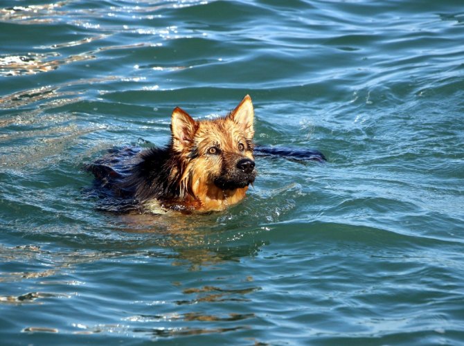 Bu Da Dalgıç Köpek