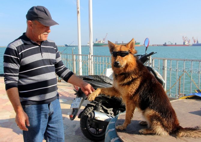 Bu Da Dalgıç Köpek