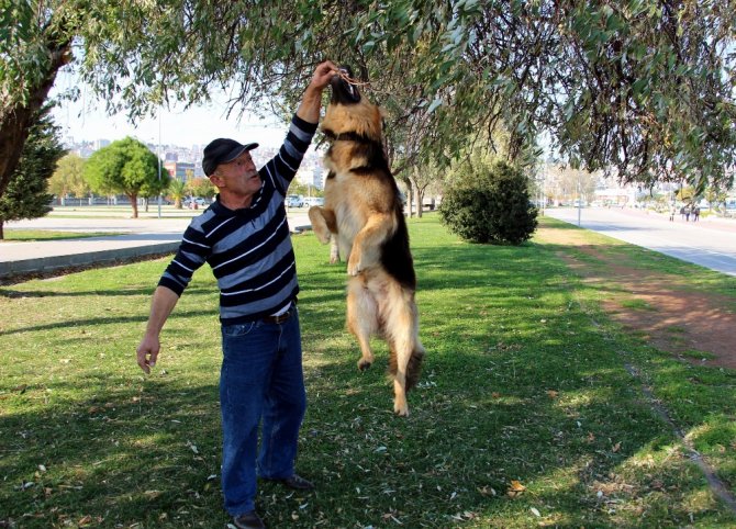 Bu Da Dalgıç Köpek