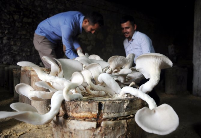 İstiridye Mantarıyla 30 Bin Lira Kazanacaklar