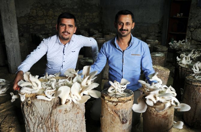 İstiridye Mantarıyla 30 Bin Lira Kazanacaklar
