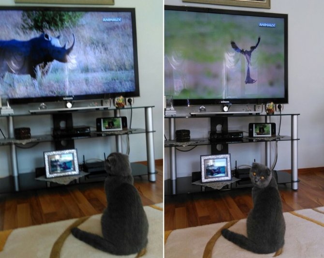 Entelektüel Kedi Günde 5 Saat Belgesel İzliyor