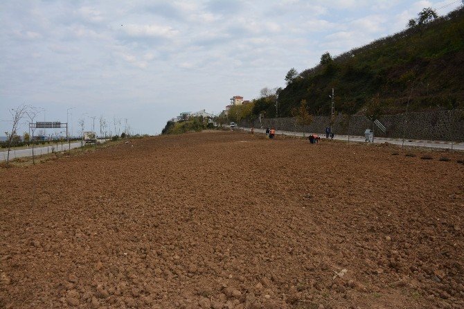 Türkiye’nin İlk Isırgan Otu Tarlası Giresun’un Görele İlçesinde Oluşturuluyor