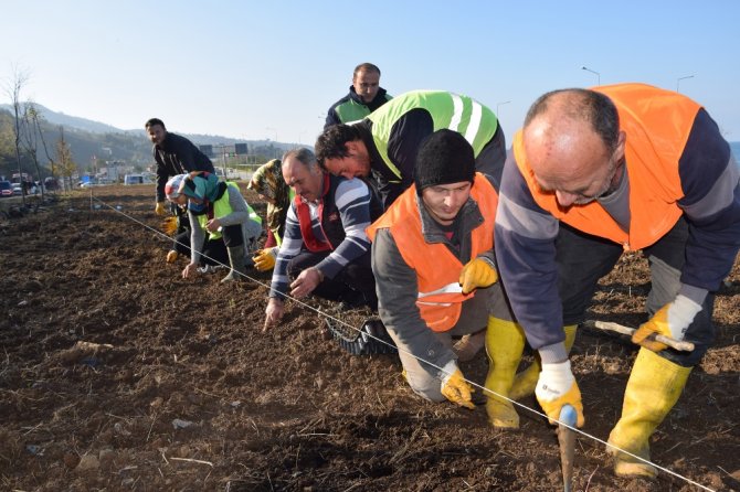 Türkiye’nin İlk ‘Isırgan Otu Tarlası’