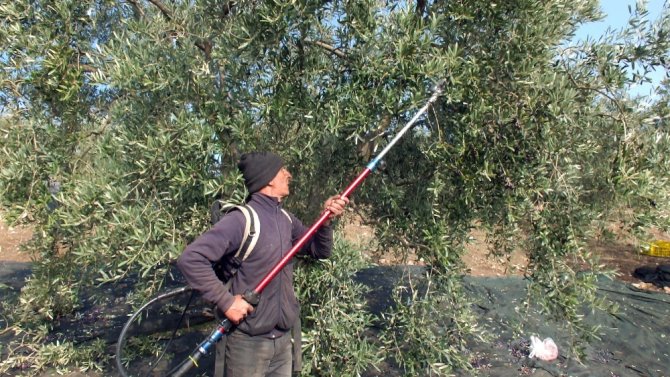 Zeytinin Dalından Sofralara Yolculuğu Başladı