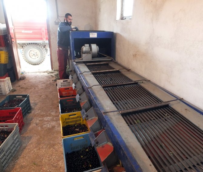 Zeytinin Dalından Sofralara Yolculuğu Başladı