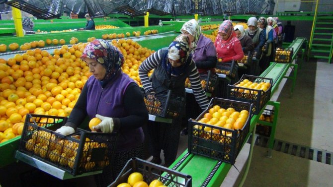 Rusya’ya Narenciye İhracatı Başladı