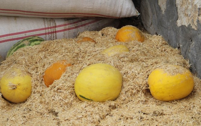 Samanlıkta Saklanıyor: Kışın Da Tazeliğini Koruyor