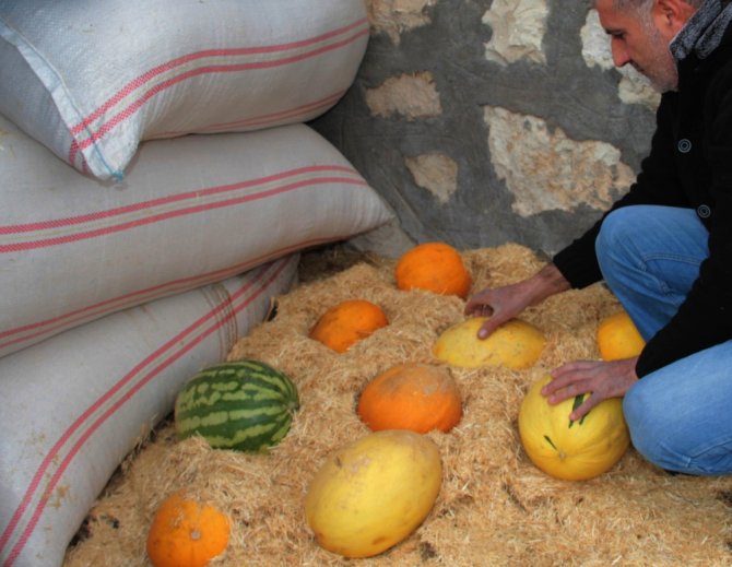 Samanlıkta Saklanıyor: Kışın Da Tazeliğini Koruyor
