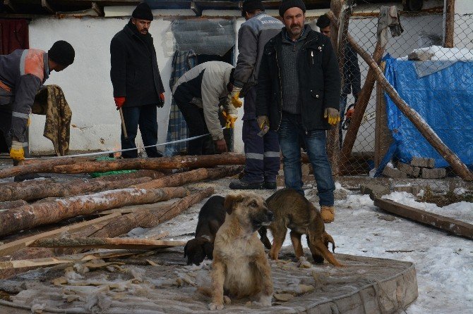 Soğuk Hava Sokak Hayvanlarının Ölümüne Neden Oldu