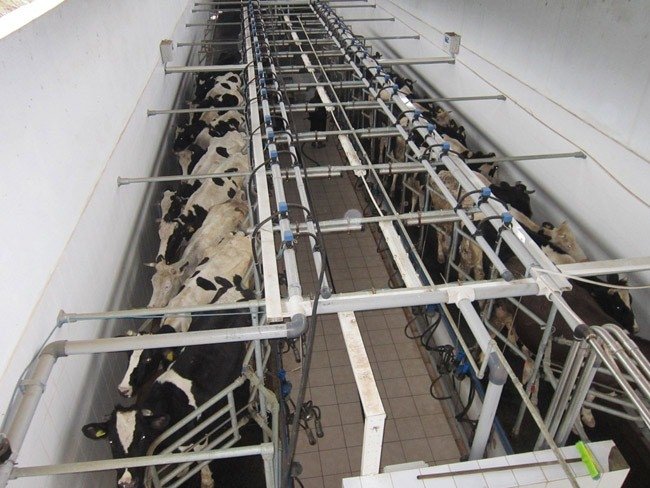 Ekim Ayında 731 Bin 188 Ton İnek Sütü Toplandı