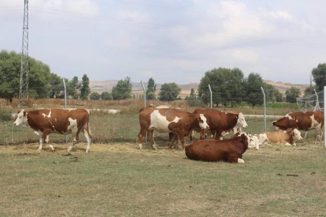 Ekim Ayında 731 Bin 188 Ton İnek Sütü Toplandı