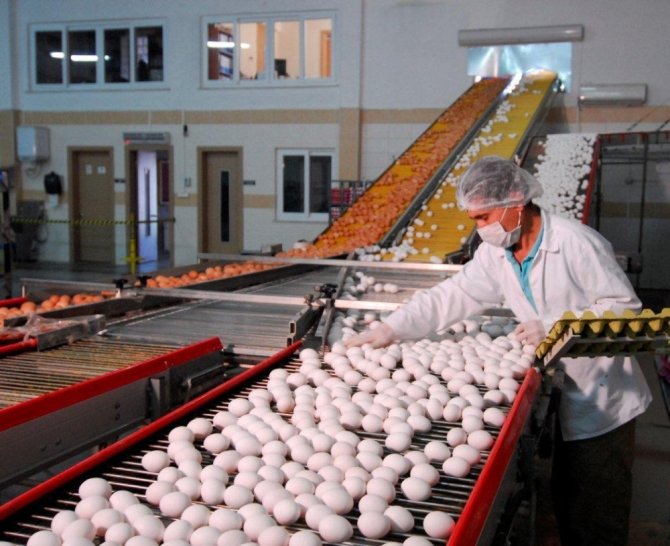 1,6 Milyar Tavuk Yumurtası Üretimi Yapıldı
