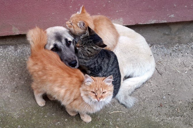 Kedi İle Köpeklerin Anlamlı Dostluğu