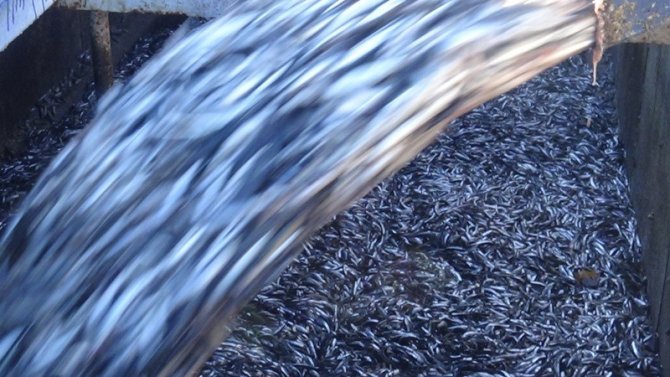 Limana 350 Ton Hamsi İle Geldiler