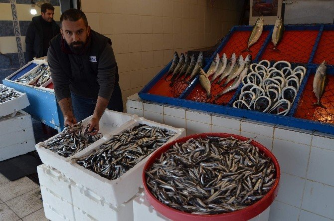 Hamsi’nin Ateşi Bir Türlü Düşmüyor